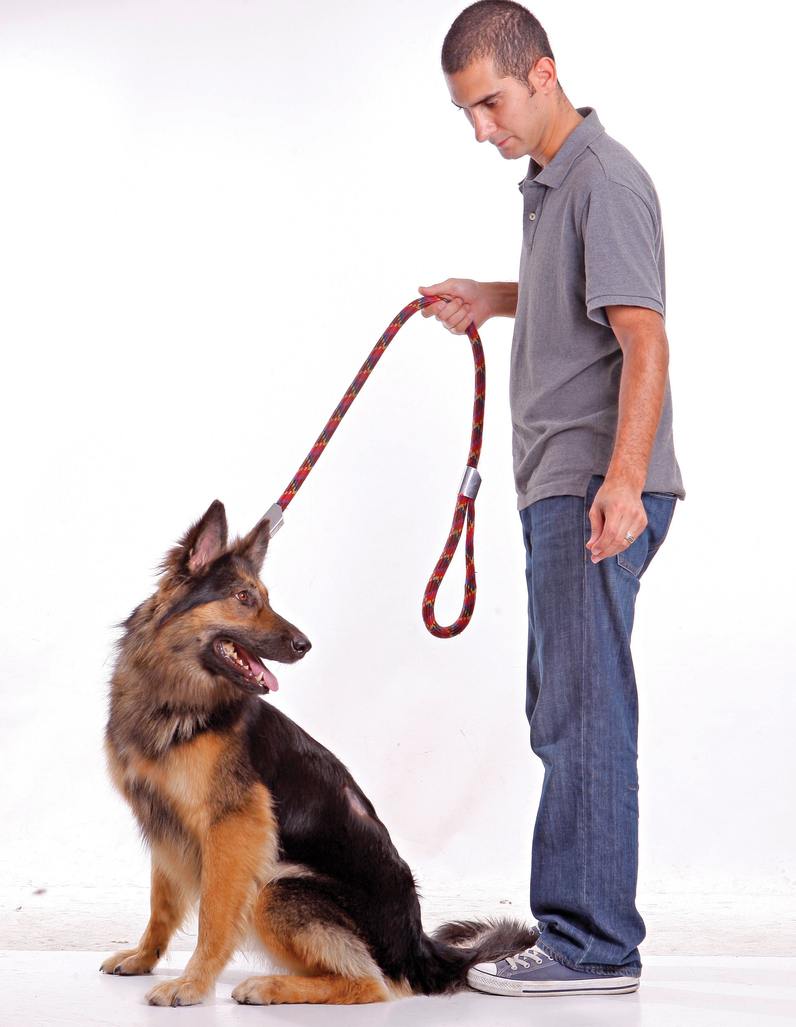 چندین نهاد و سازمان در جمع آوری سگ ها نقش دارند