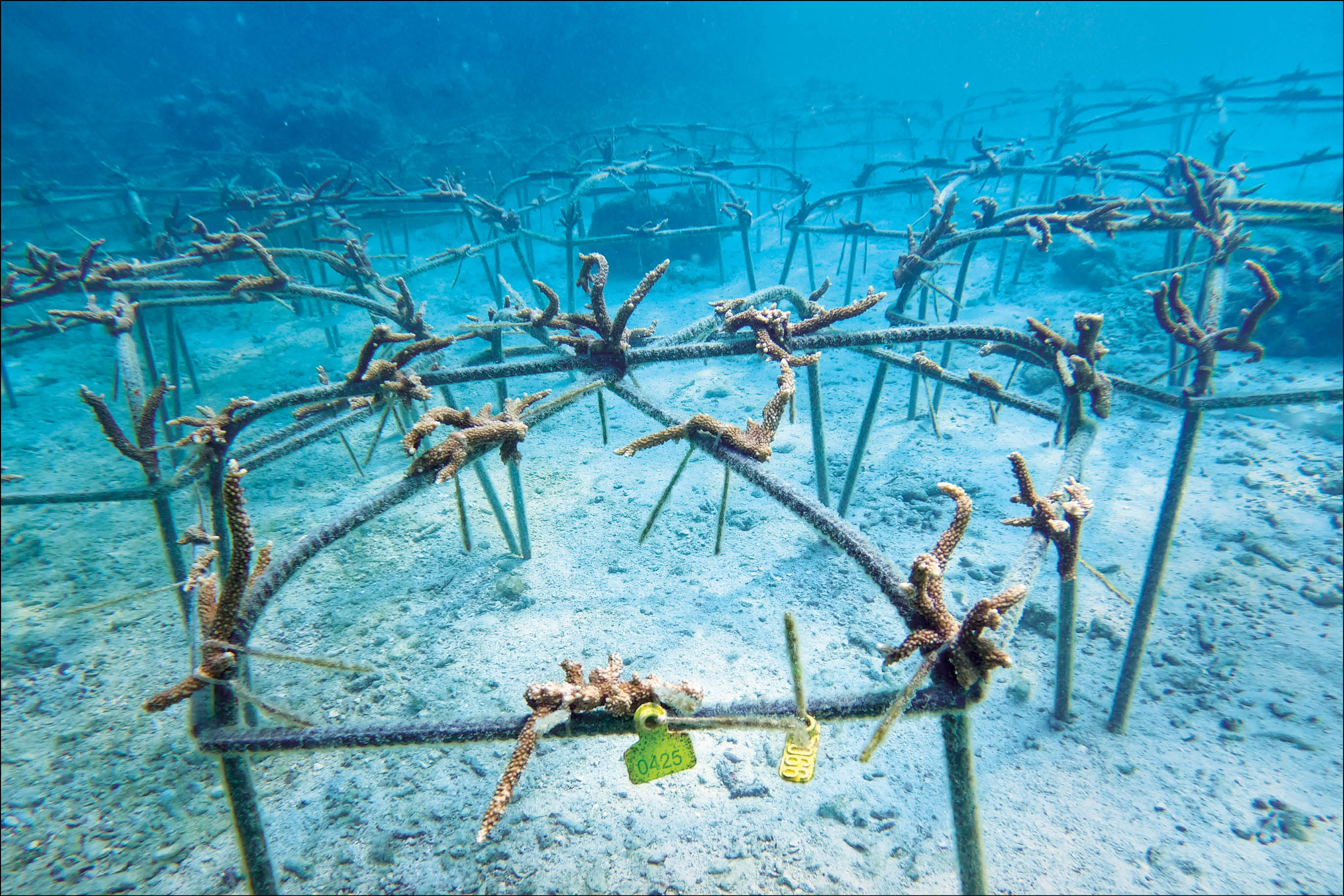 مجری طرح احیای مرجان‌های خلیج‌فارس: 10هزار قلمه مرجانی آماده انتقال به مزرعه مرجان‌ها هستند