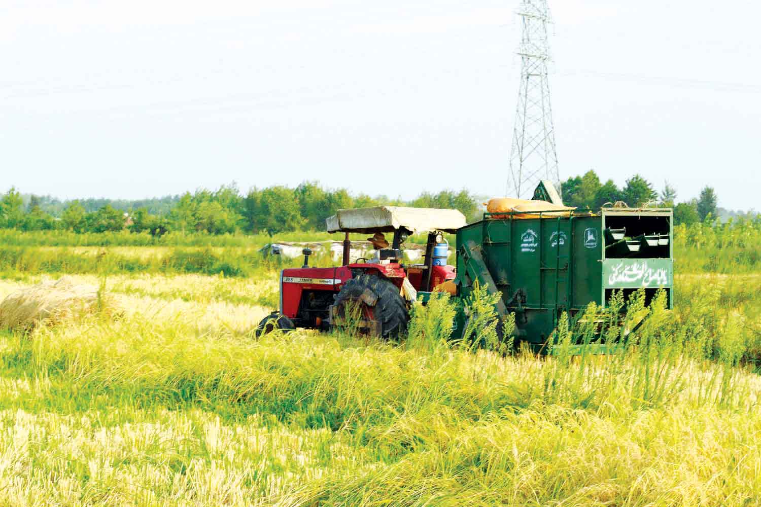 رونق برداشت مکانیزه برنج  در گیلان
