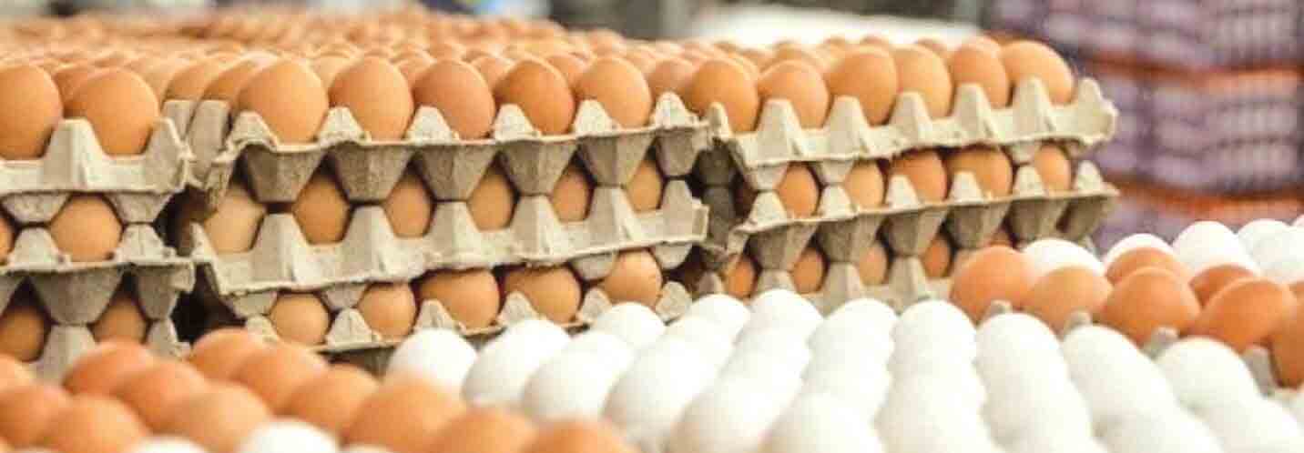 مرغ گران‌تر است یا تخم‌مرغ؟