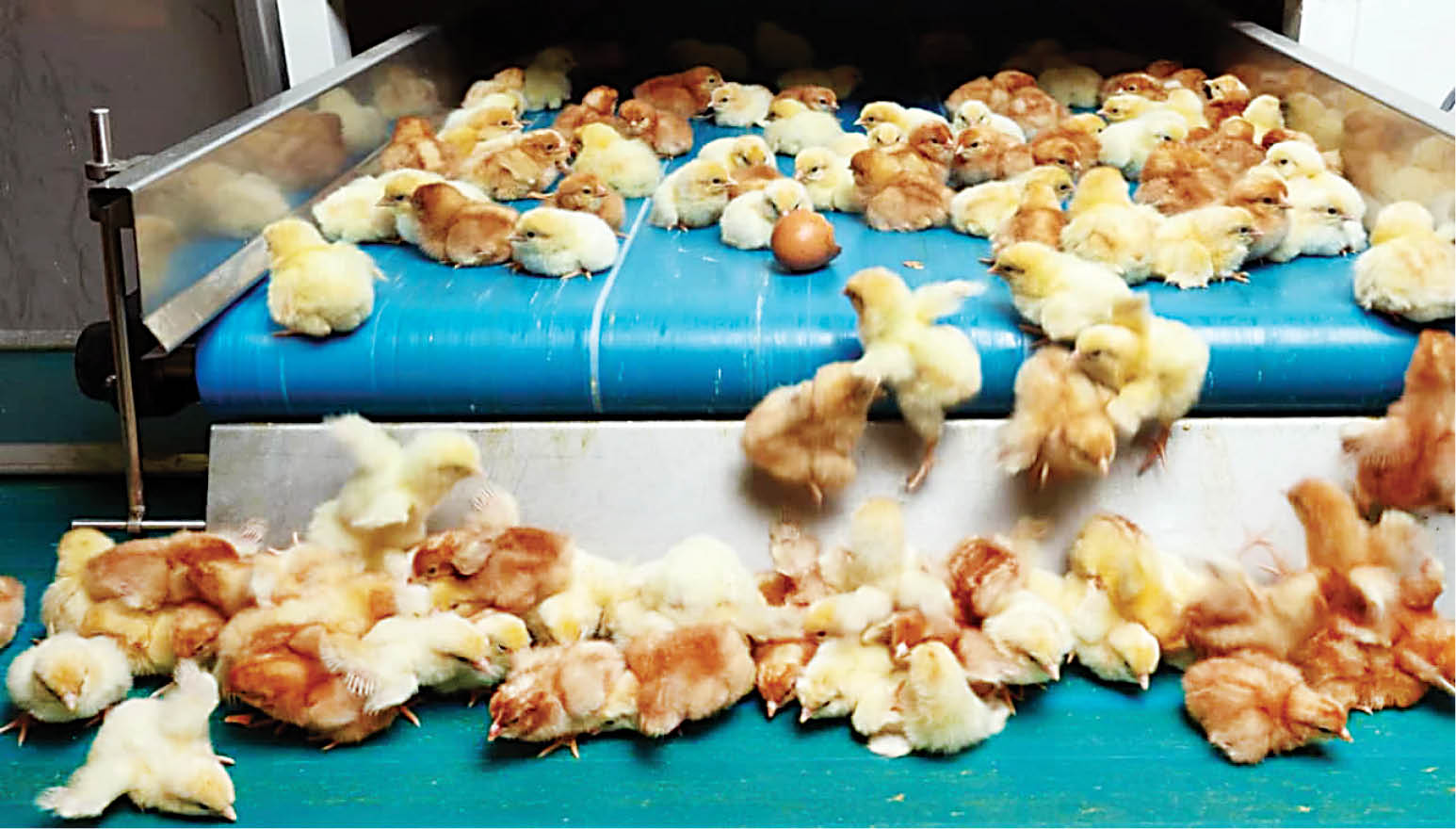 همشهری میزان تأثیر قیمت جوجه یک‌روزه بر بازار مرغ را بررسی می‌‌کند
