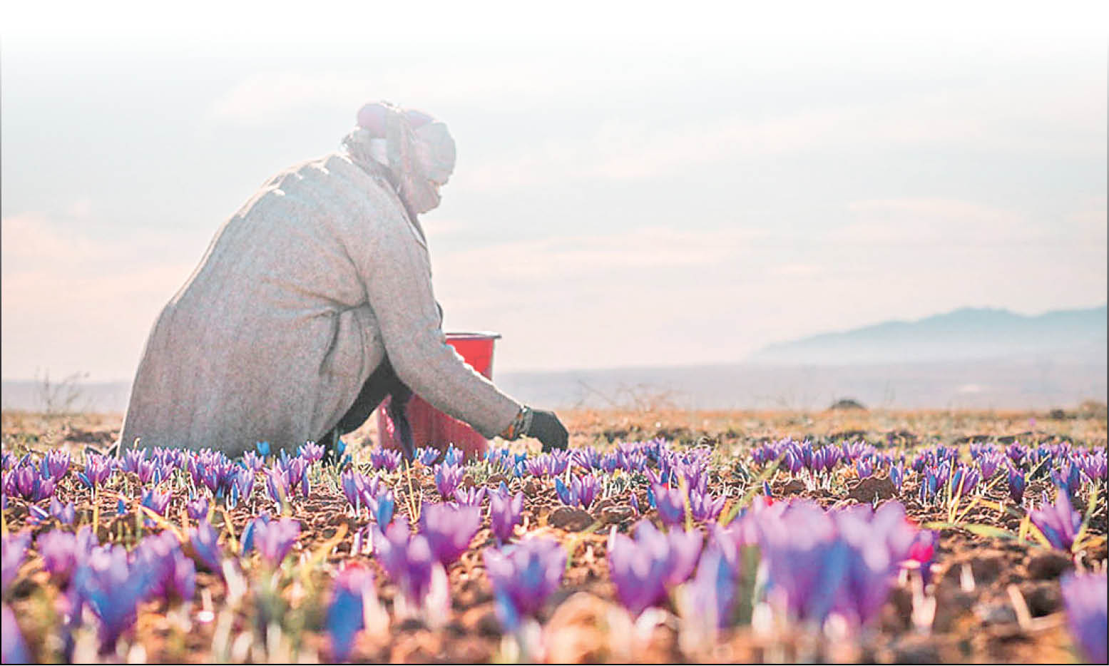 افزایش ۲۰درصدی صادرات زعفران در سال کرونا