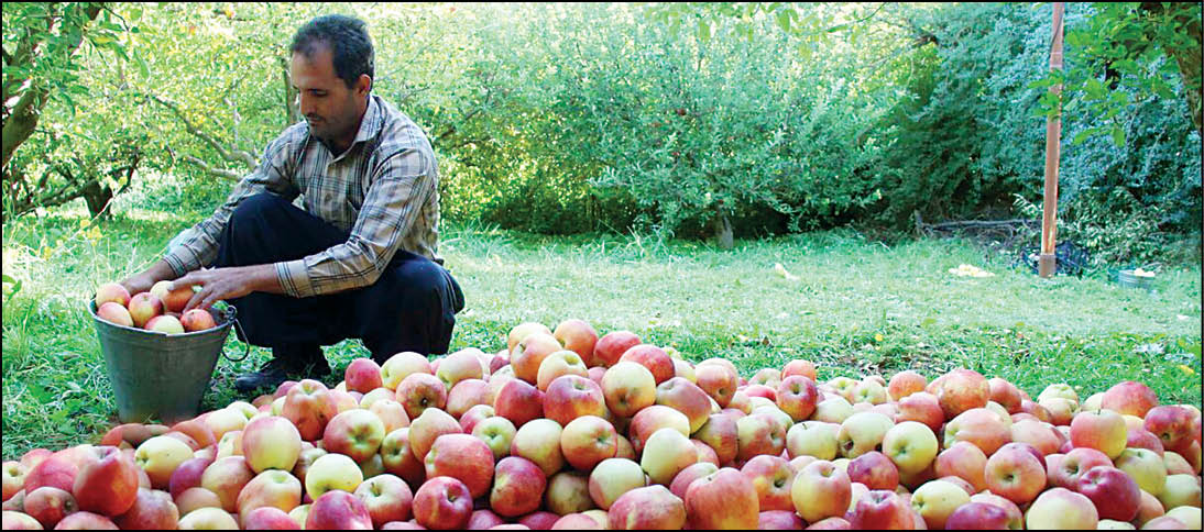 دپوی 400هزار تن سیب صنعتی در مراکز تولید