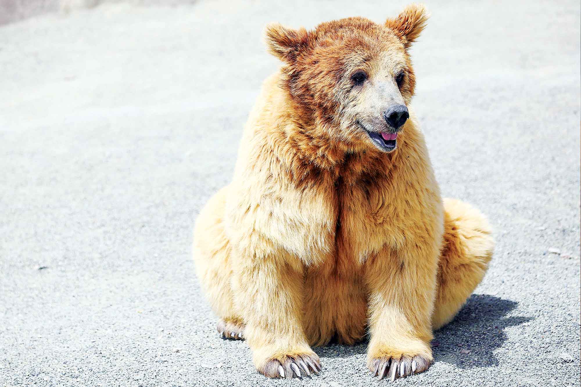 خطر انقراض در کمین خرس لرستان
