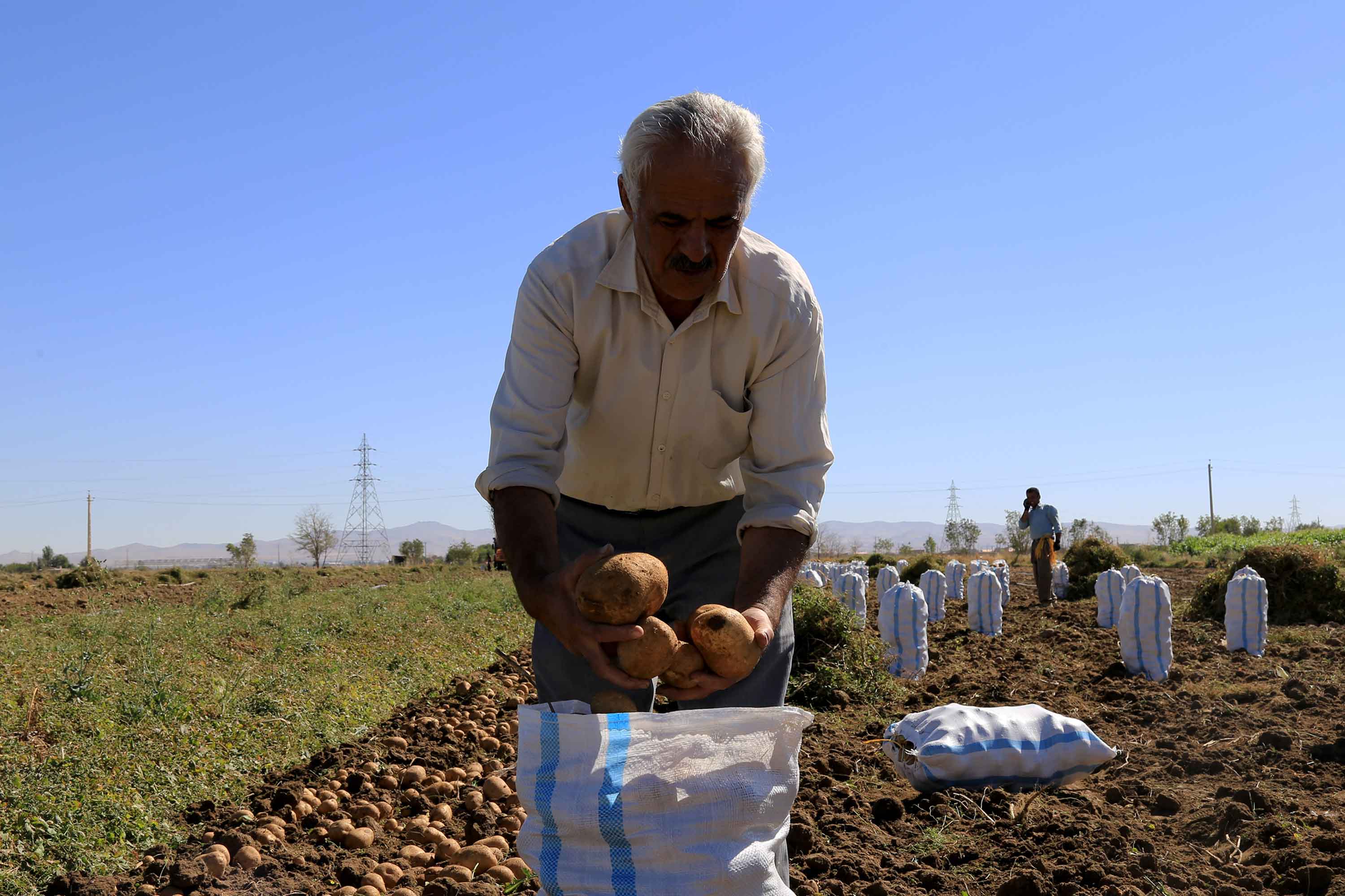 سیب‌زمینی، مزیتی برای کشاورزی کردستان