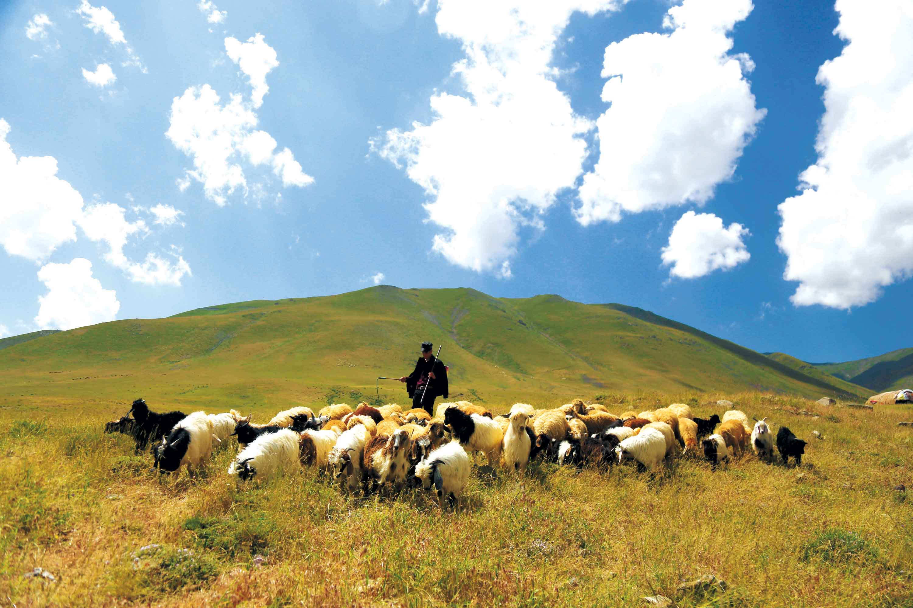 دام‌های عشایر آذربایجان‌غربی گرسنه‌اند
