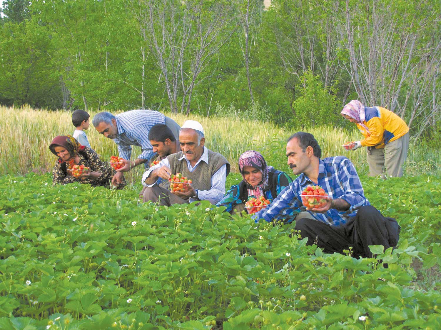 توت‌فرنگی پاییزه؛ ثروتی برای کردستان