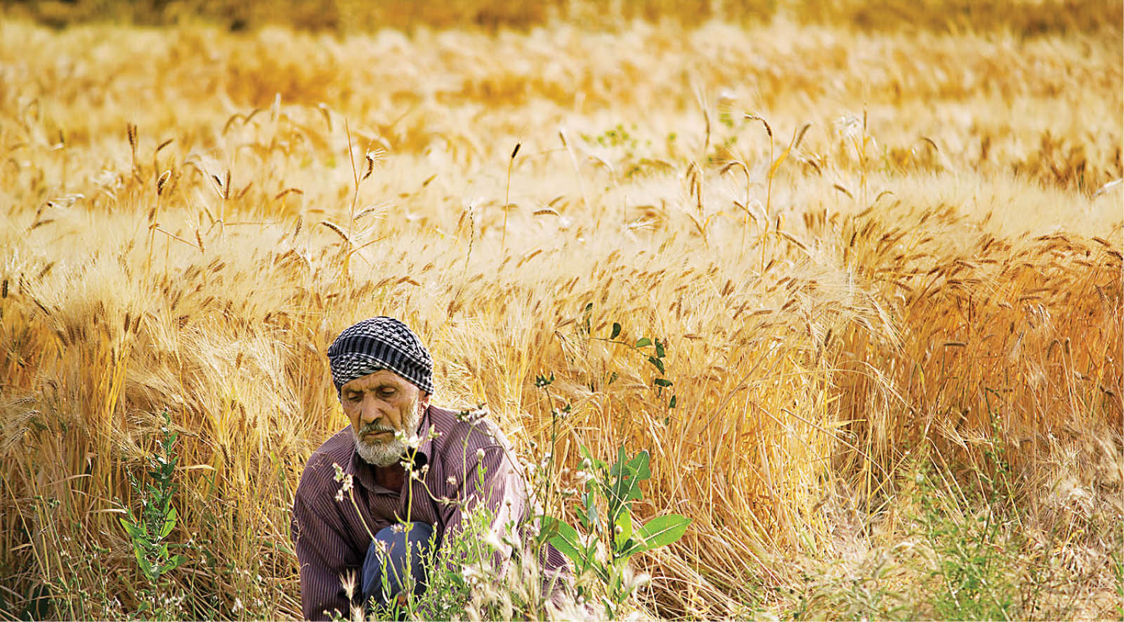 ماجرای گندم؛ از خودکفایی تا واردات