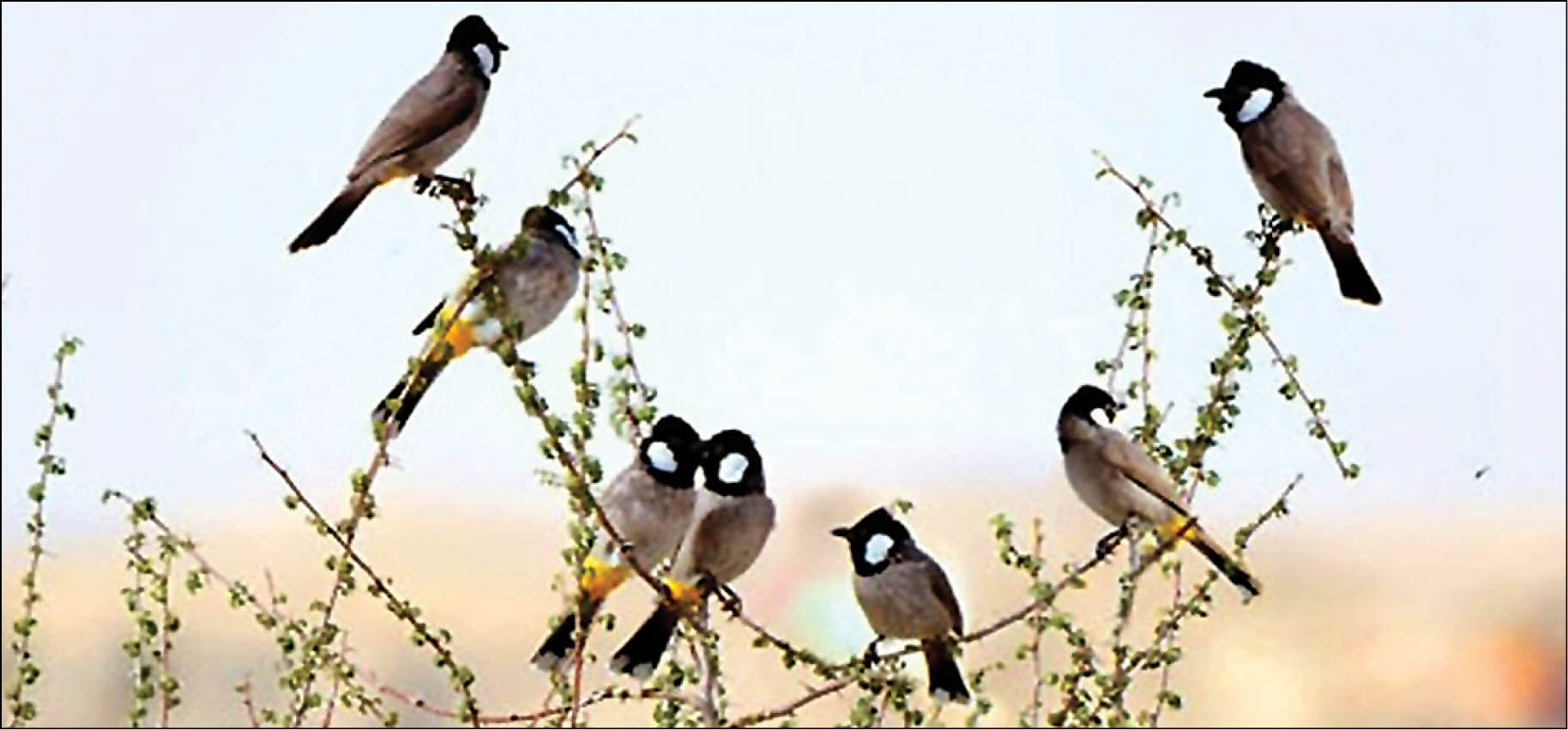 تجارت پرندگان زینتی حمایت نشده آزاد است