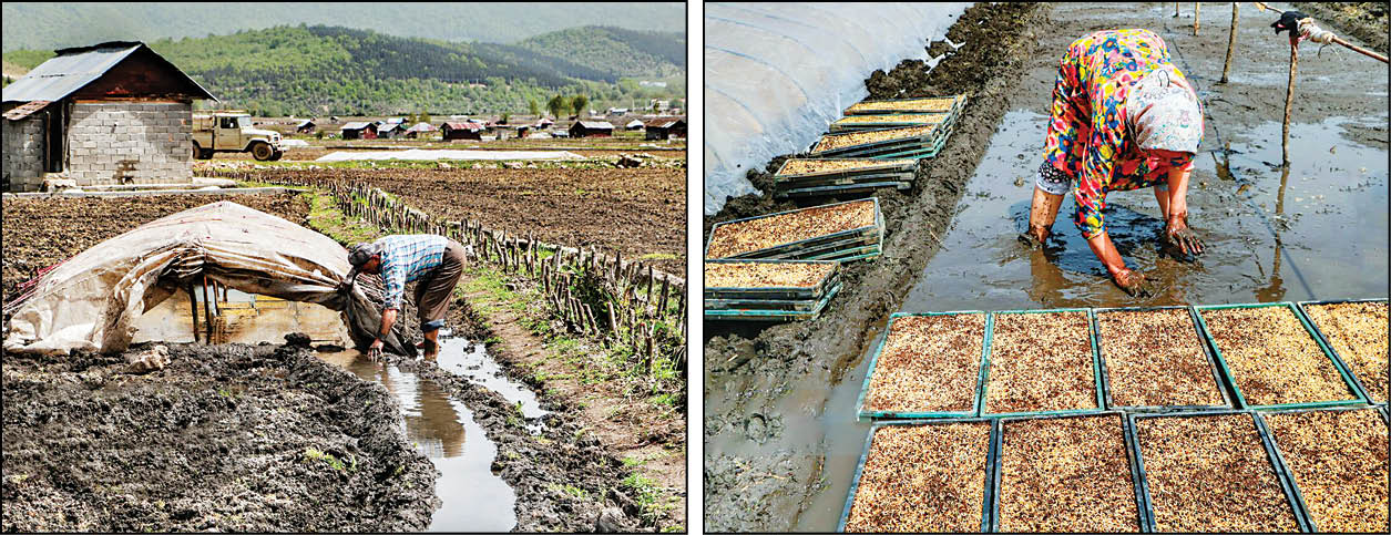 خزانه‌گیری برنج در مازندران