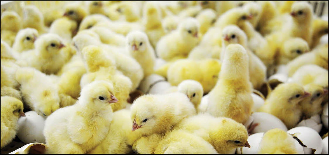 کاهش تقاضای خرید از سوی مرغداران، تولیدکنندگان جوجه‌ یک روزه را با زیان هنگفتی مواجه کرده اما دولت می‌گوید از تولیدکنندگان حمایت می‌کند