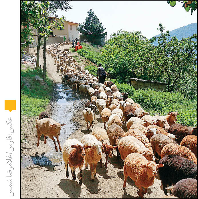 کوچ دامداران به مراتع در مازندران