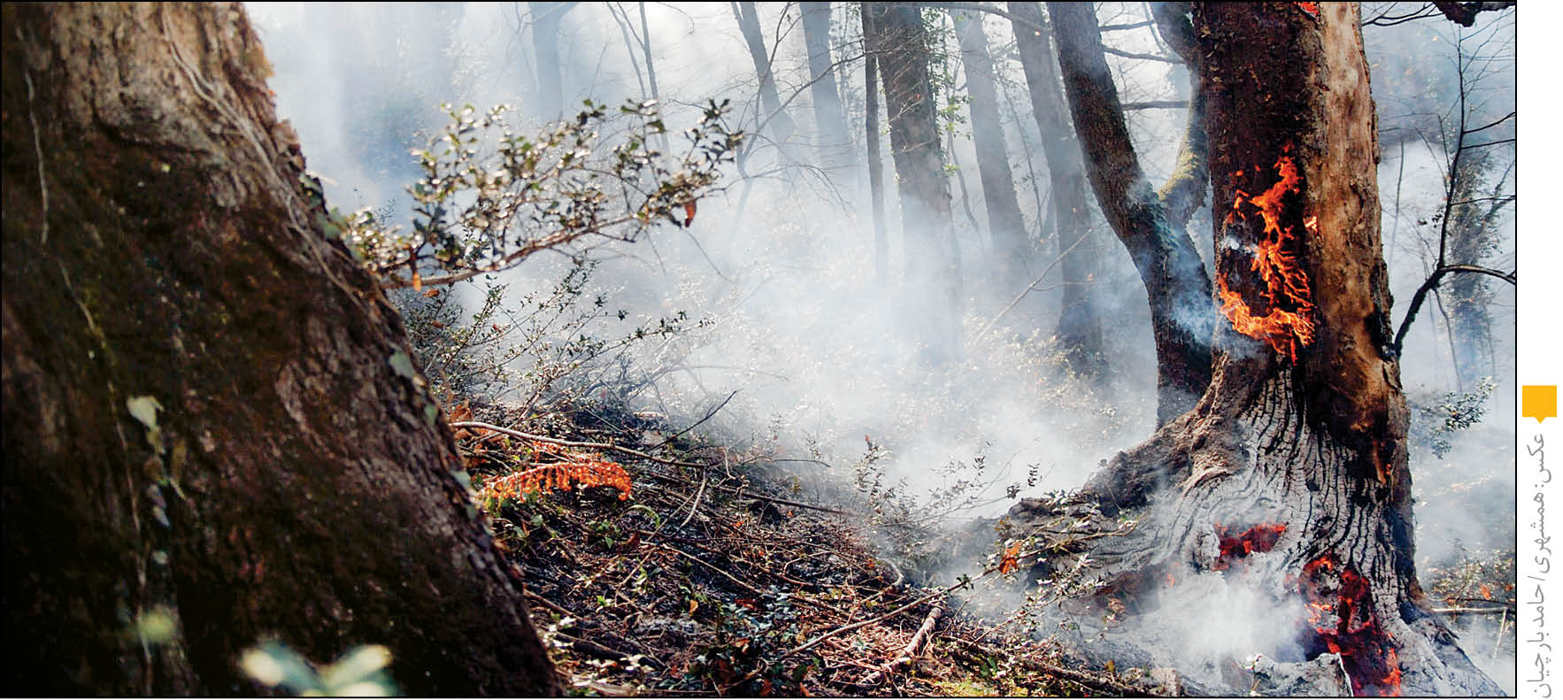کاهش 66درصدی آتش در جنگل‌ هیرکانی