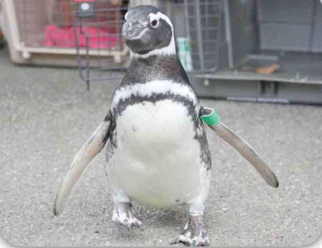 کفش طبی برای پنگوئن