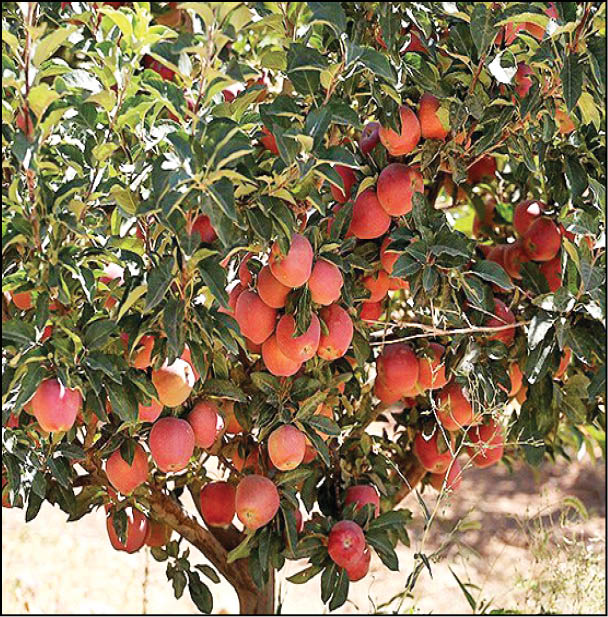 باغ‌های سیب شهرستان رزن