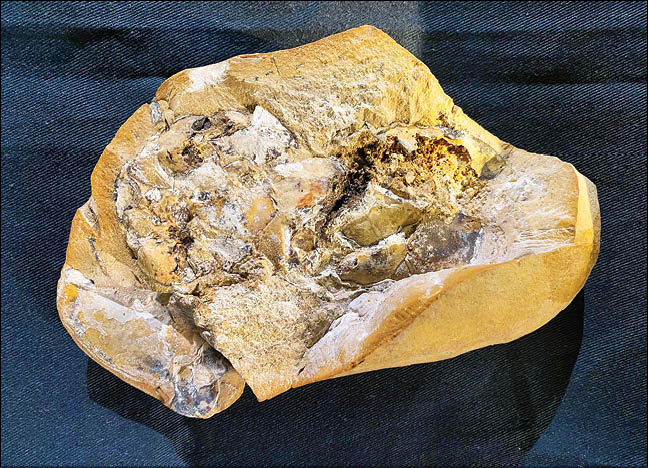 کشف یک قلب 380میلیون ساله و راز تکامل بدن انسان