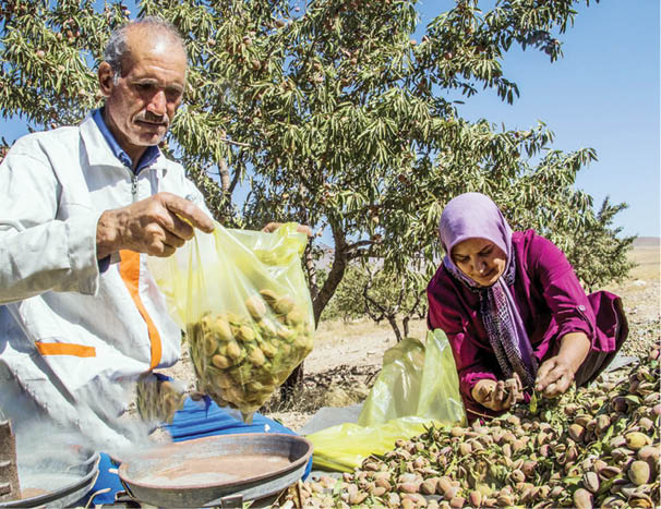 برداشت بادام درختی و پسته‌در مرند