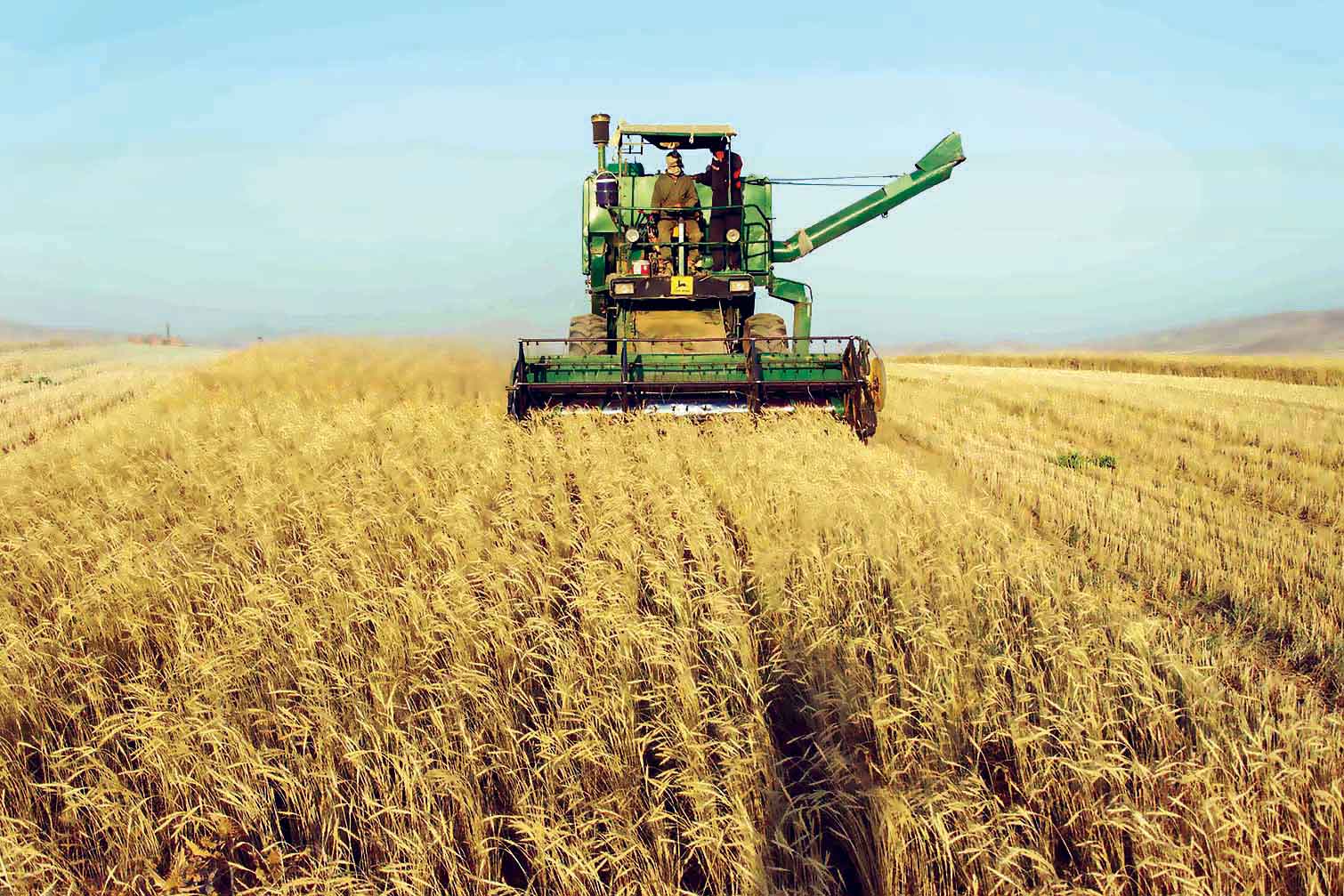 تأمین گندم صنعت ماکارونی در 11 استان