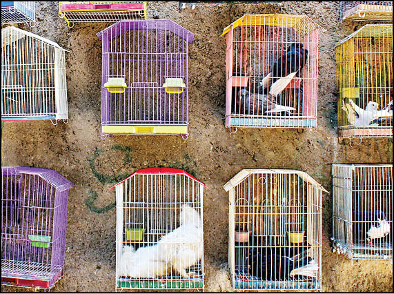 بازار پرنده‌فروشان قزوین