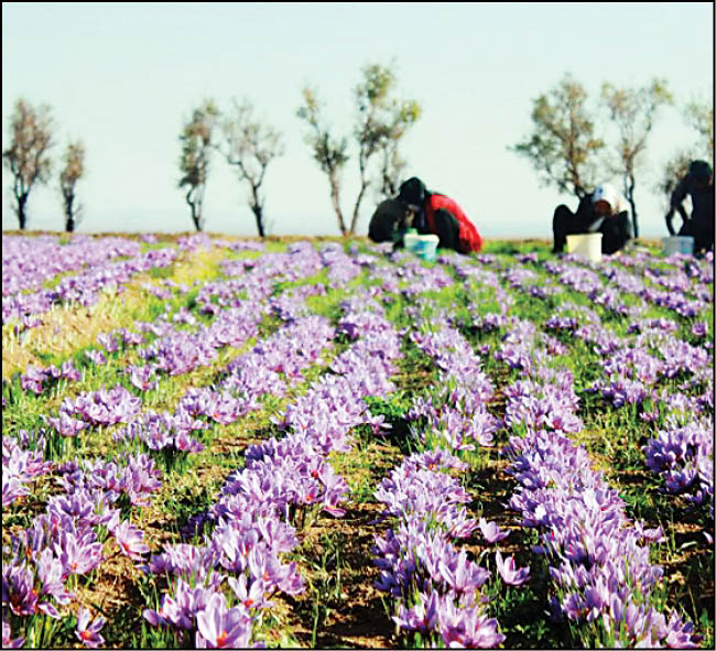 خرید حمایتی زعفران در خراسان رضوی