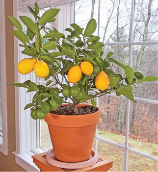 لیمو در گلدان