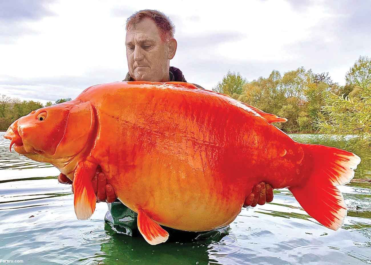 صید بزرگ‌ترین ماهی قرمز جهان