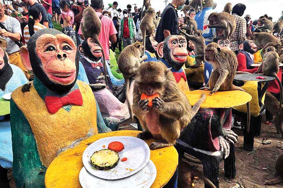 جشن سالانه میمون‌ها
