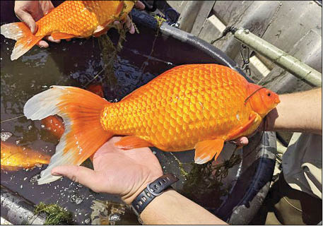 ماهی قرمز‌های غول‌پیکر