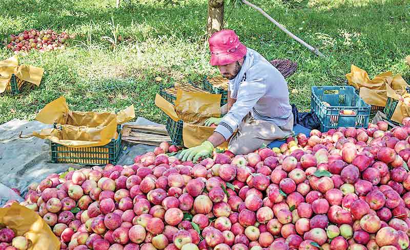 سهم 40درصدی آذربایجان‌غربی در تولید سیب