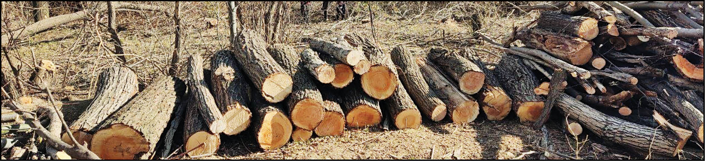 کشف ۶۰هزار اصله درخت از قاچاقچیان چوب