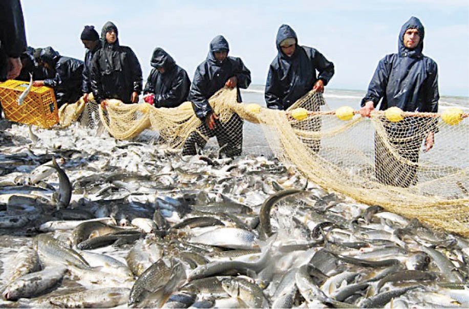 افزایش صید از دریای خزر