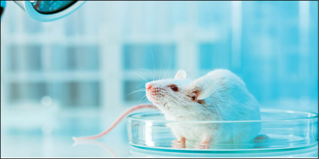 بازگشت بینایی موش‌ها در آزمایشگاه