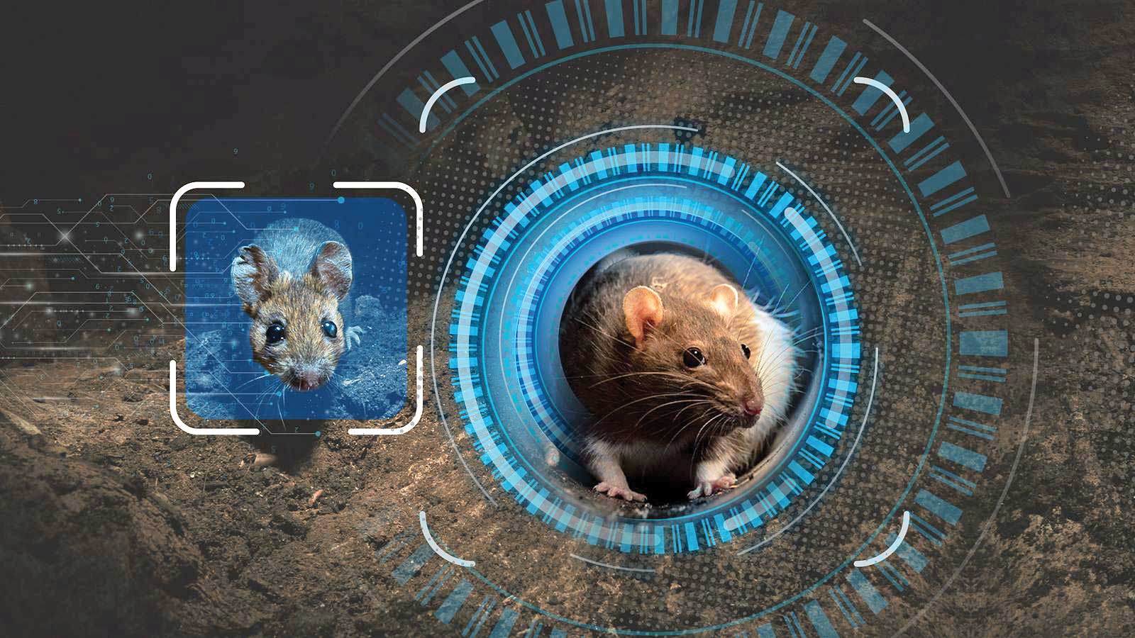 تشخیص چهره برای شکار موش