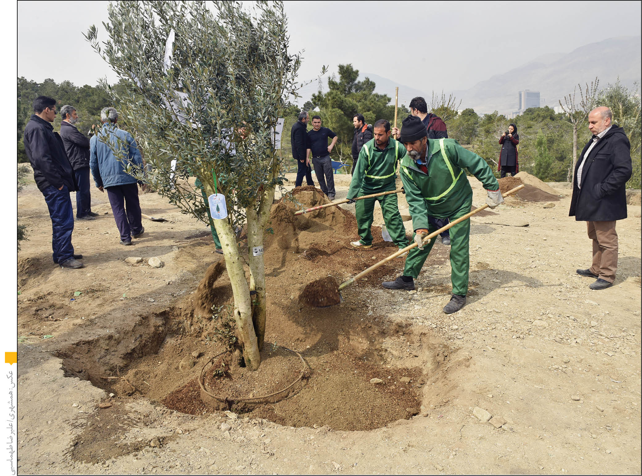 «درخت‌های‌افتخار» در تهران
