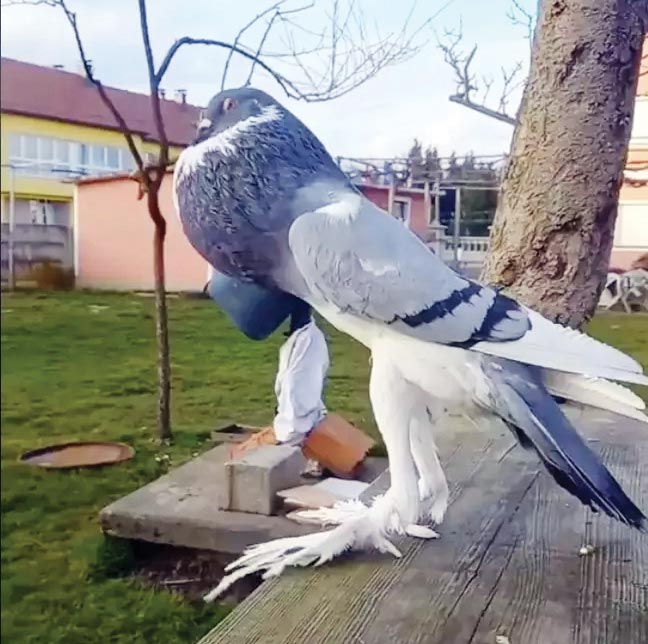 عجیب‌ترین کبوتر دنیا