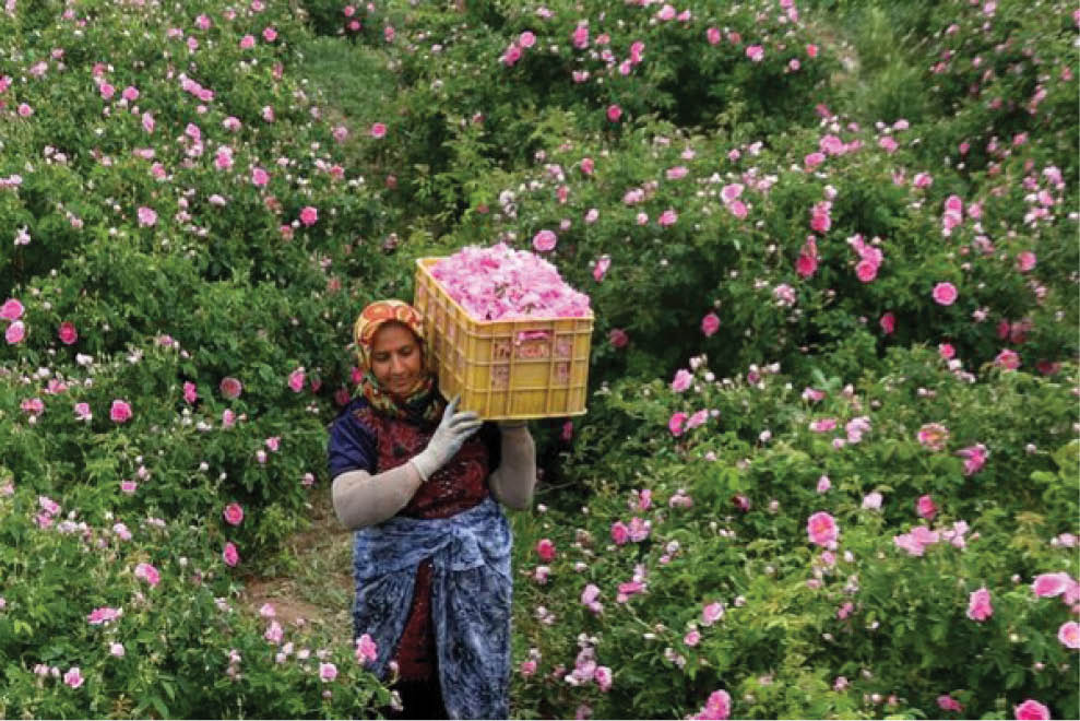 صادرات اسانس گل‌محمدی «لاله‌زار» به سراسر جهان