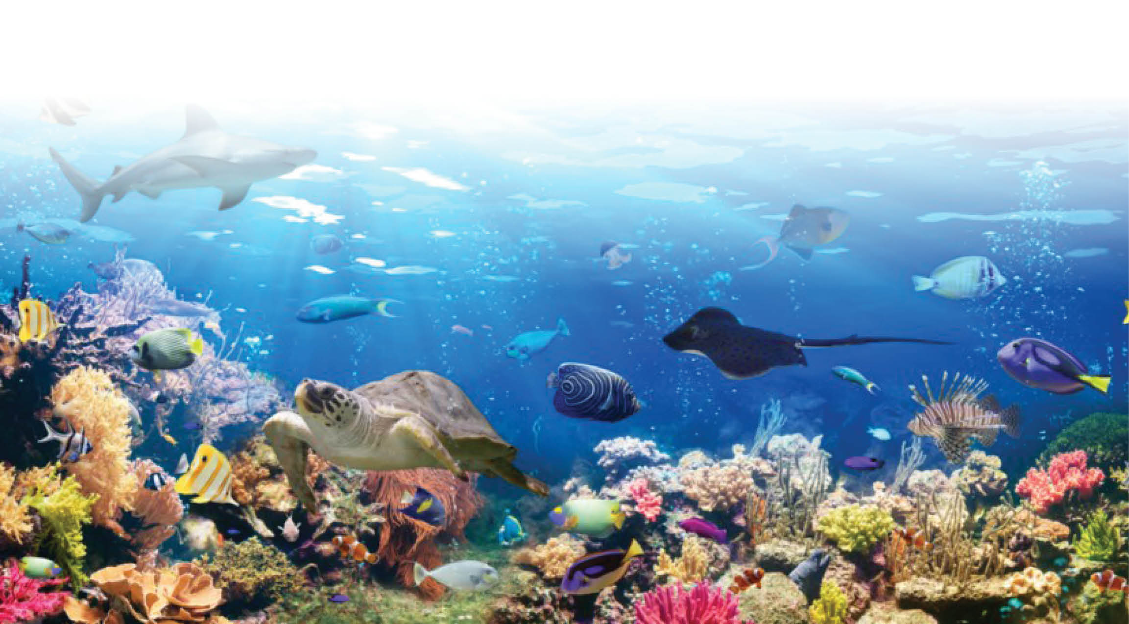 آغاز احیای 7 گونه در معرض خطر انقراض دریایی