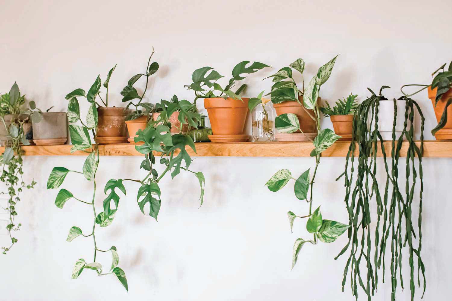 گیاهانی که فضای خانه را شاداب می‌کنند