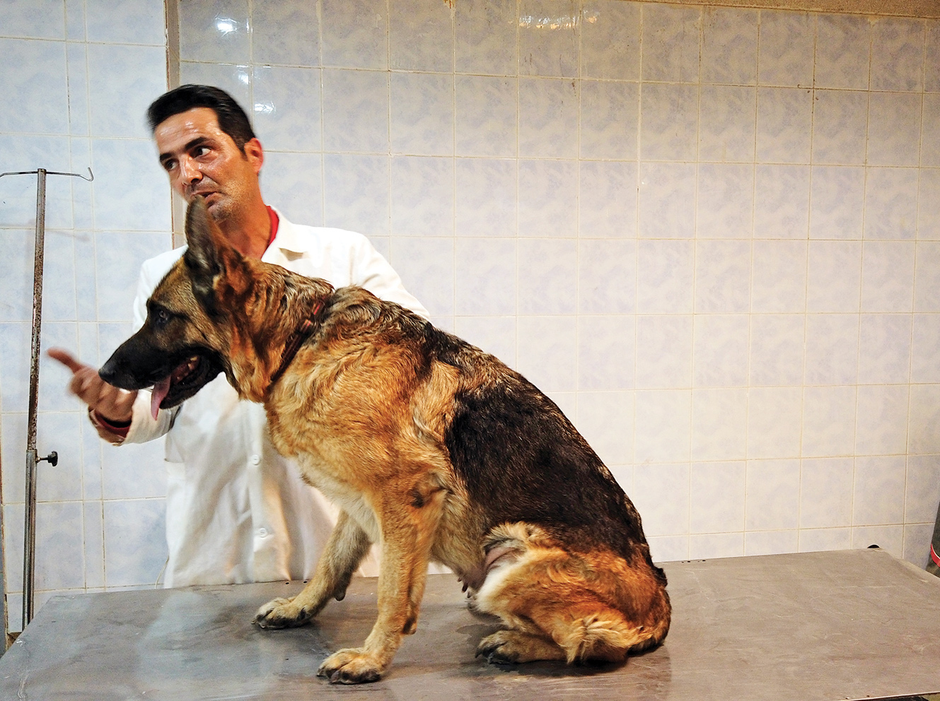 مربی سگ‌های تجسس از ویژگی‌های این سگ‌ها می‌گوید | سگ ها موجودات خارق‌العاده!