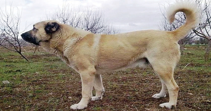مربی سگ‌های تجسس از ویژگی‌های این سگ‌ها می‌گوید | سگ ها موجودات خارق‌العاده!