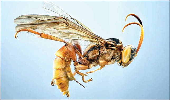 کشف گونه‌ جدید زنبور انگل که در بدن قربانی‌اش تخم می‌گذارد