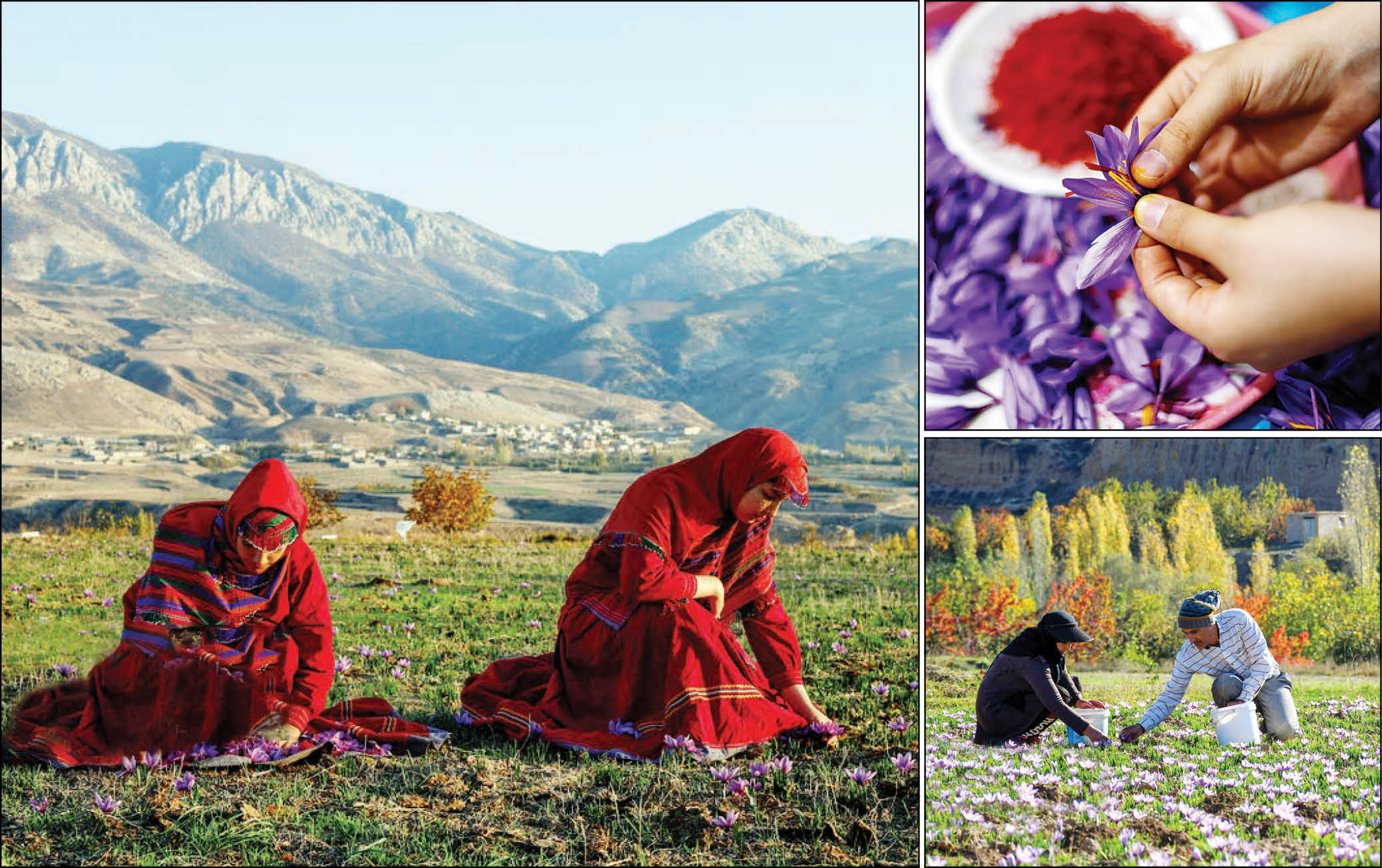 برداشت زعفران در روستای کوهستانی «وامنان» از توابع شهرستان آزادشهر در استان گلستان