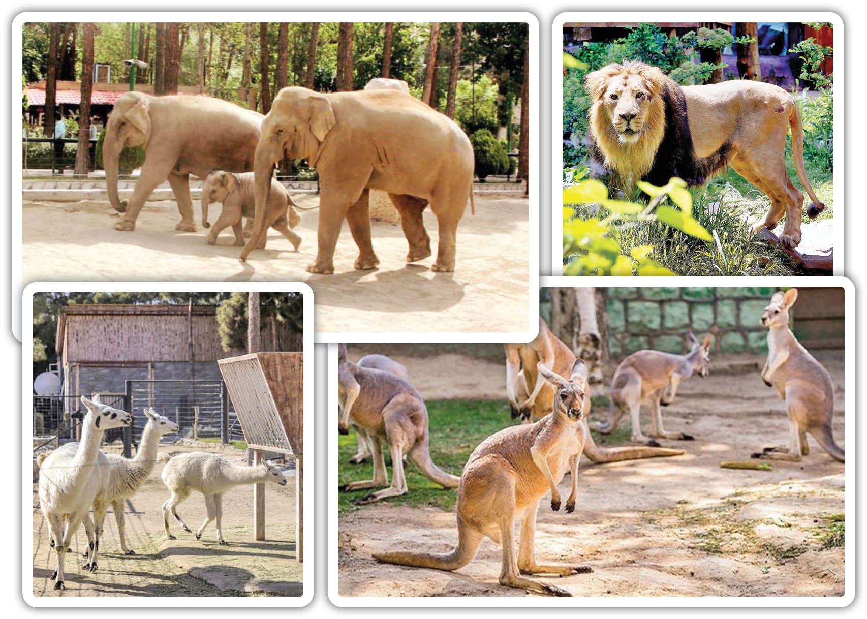 تنوع گونه‌های جانوری بزرگ‌ترین باغ‌وحش پایتخت فراوان است