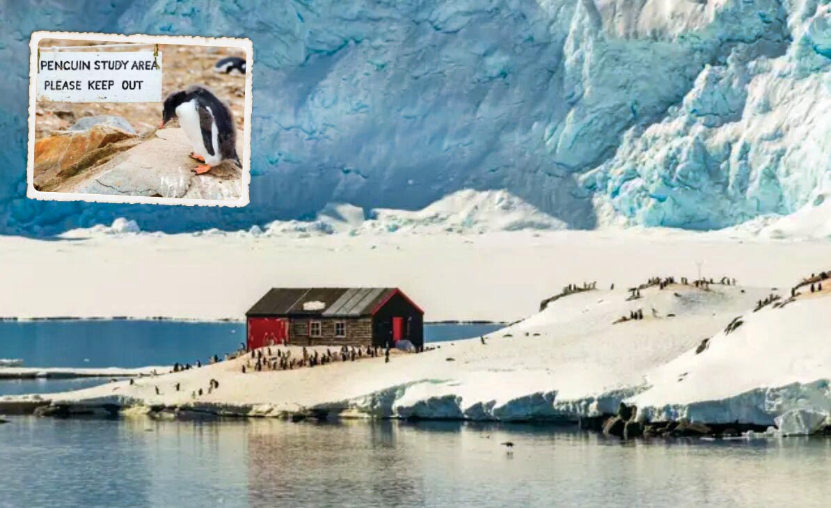 آمارگیری از پنگوئن‌ها