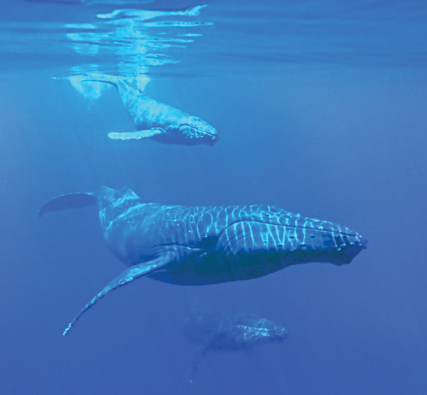 گفت‌وگو با نهنگ برای درک بهتر موجودات بیگانه فضایی