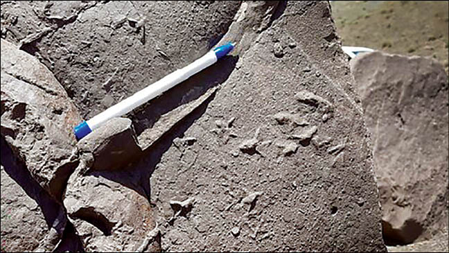 کشف ردپای ۳۳میلیون‌ساله پرندگان در قم