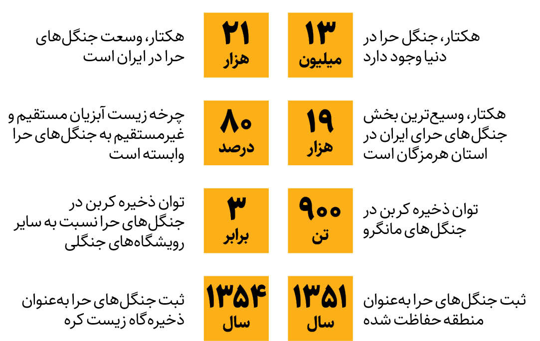 چرا جنگل‌های ارزشمند حرا در معرض تهدیدند؟