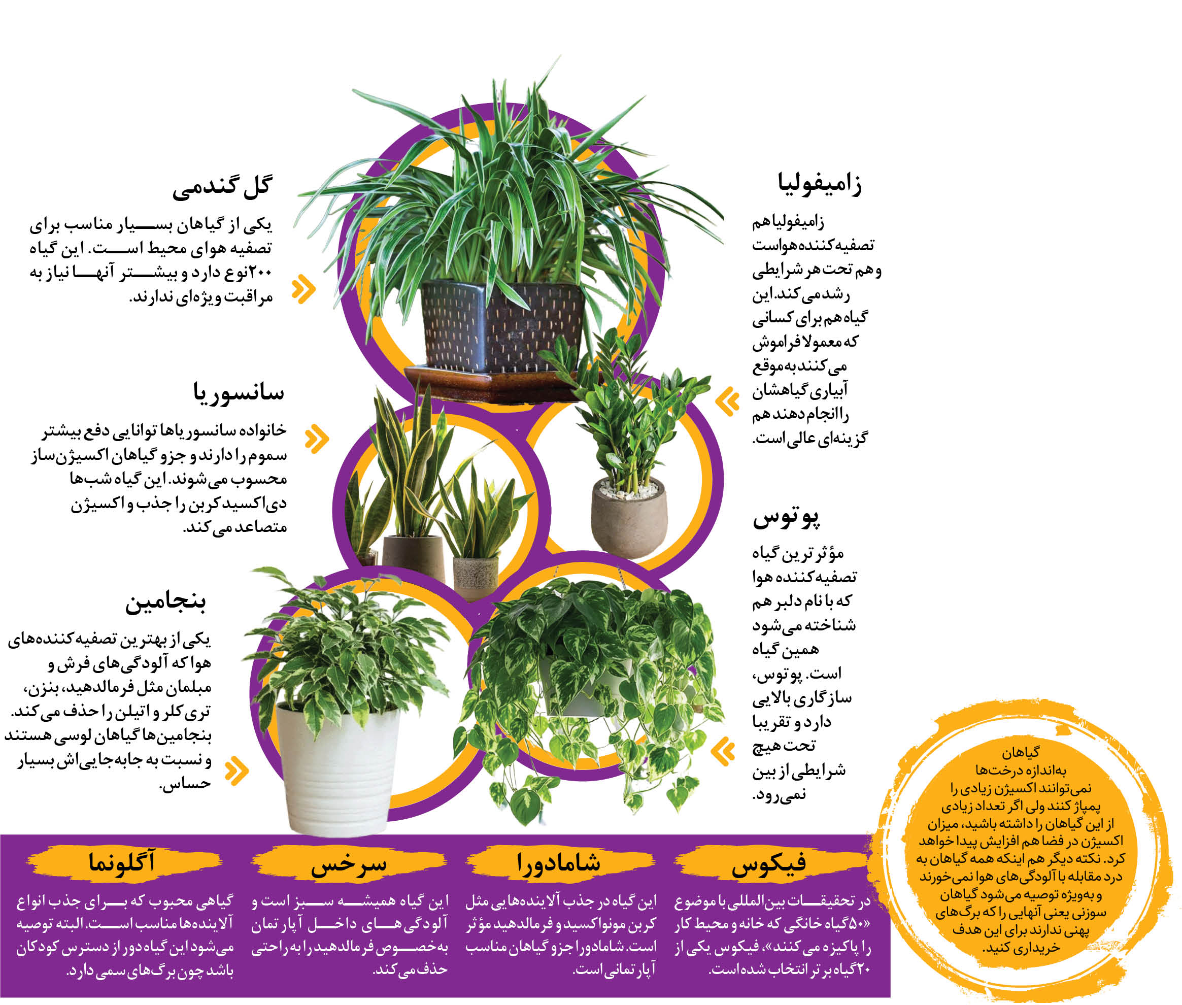 این گیاهان آپارتمانی آلودگی خانه را از بین می برند