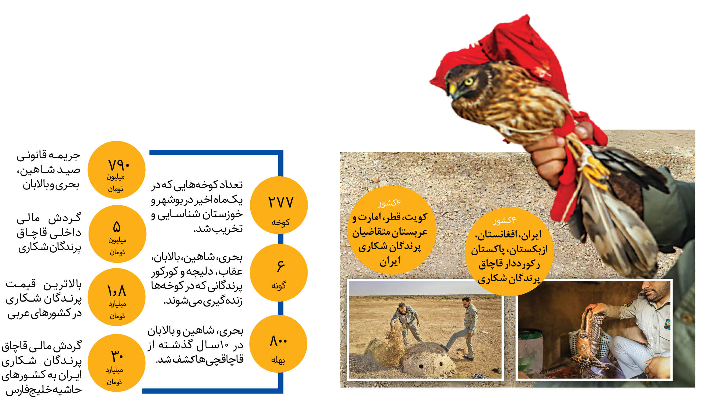 بازار داغ قاچاق پرندگان شکاری مهاجر