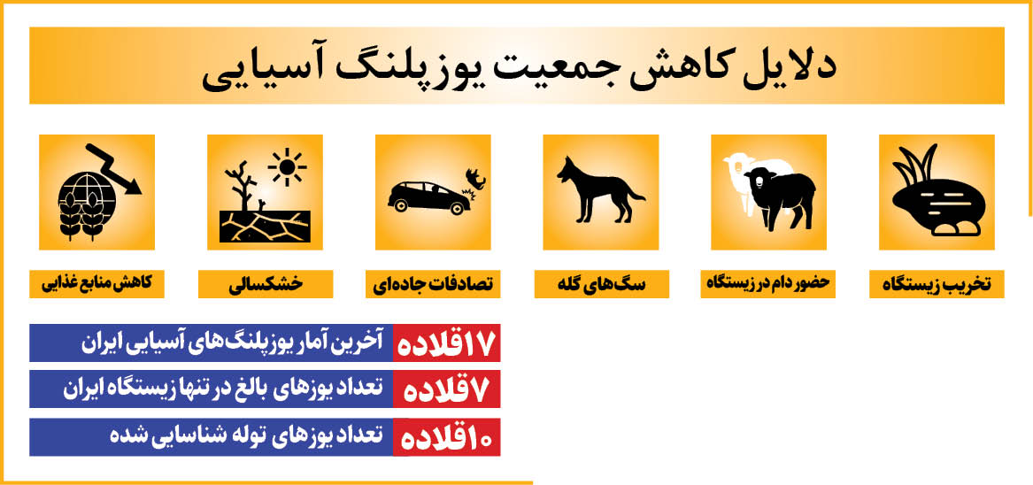 یوز ایرانی همچنان بر پرتگاه انقراض